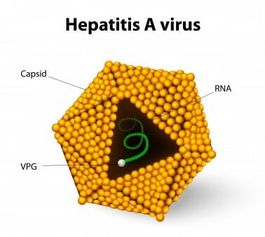 HEPATITIS A VIRUS