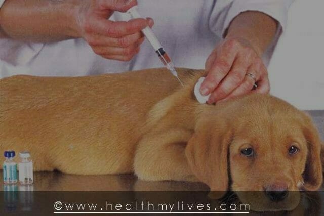 Rabies prevention and treatments