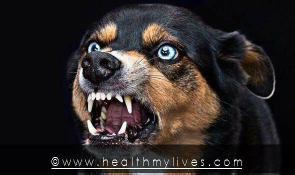 Rabies symptoms