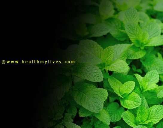 Mentha leaves