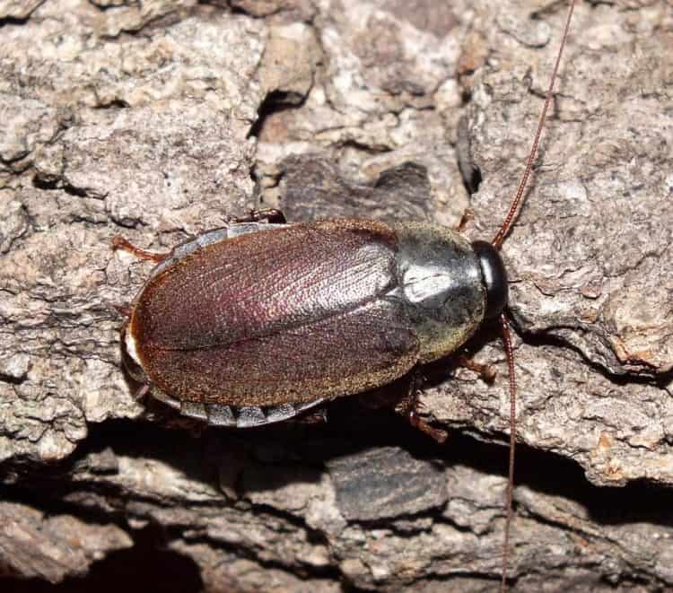 Diploptera Puncata