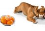 Dogs don't like orange