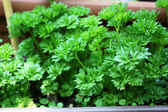 Parsley to reduce blood pressure