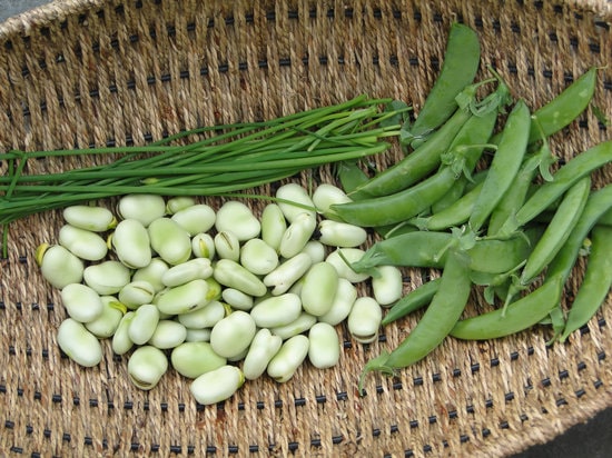 Broad beans health benefits