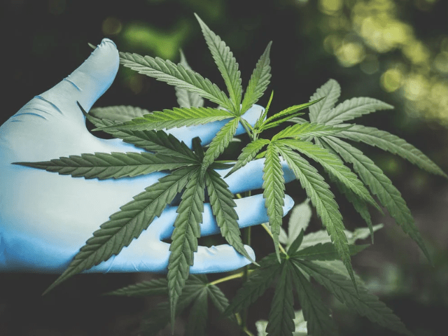cbd leaves held by gloved hand
