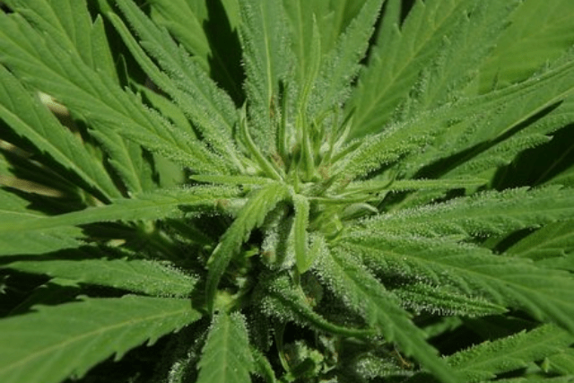 fresh cannabis leaves on close up