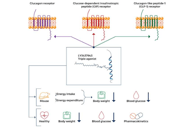 Retatrutide - diagram